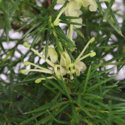 Grevillea Cream and Green - Pb5/2Ltr (20/30)