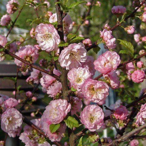 Prunus Plena, Flowering Almond - Pb8/Pb12
