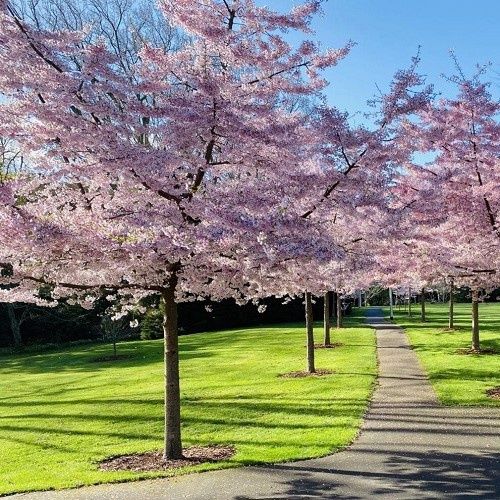 Prunus Awanui, Yoshino Cherry H/W - Pb28 (2m)