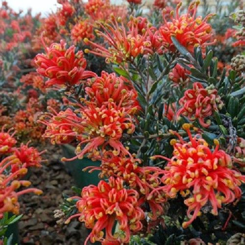 Grevillea Knockout -2.5Ltr