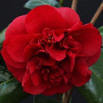 Camellia Canterbury - Pb6.5