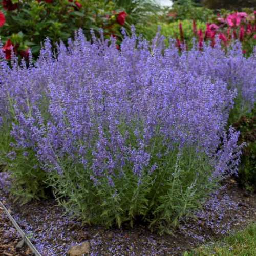 Perovskia atriplicifolia, Russian Sage - .5L