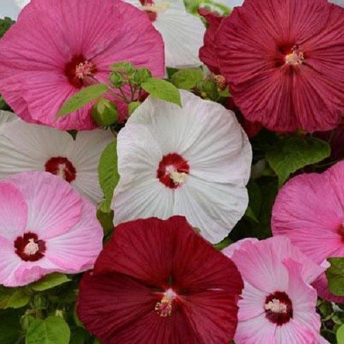 Hibiscus moscheutos Luna Mix - 2.5Ltr