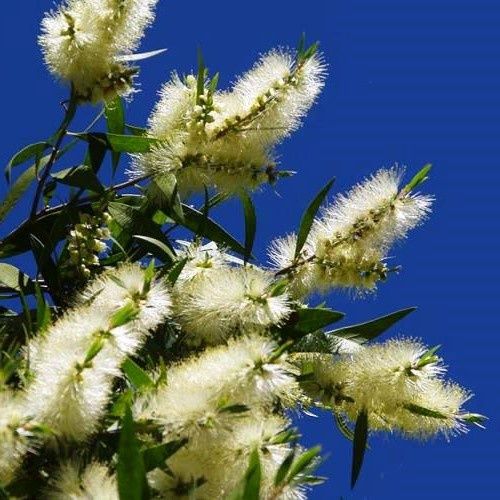 Callistemon White Anzac - 2.5Ltr