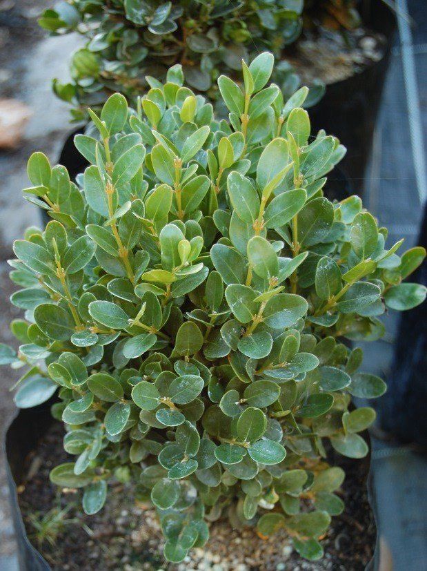 Buxus suffruticosa, Dwarf Box - 2Ltr