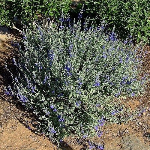 Salvia chamaedryoides, Germander Sage - 1.4Ltr