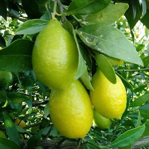 Limequat - PB5