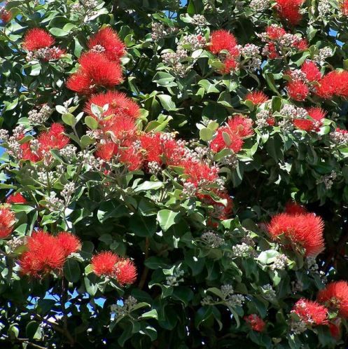 Metrosideros Lighthouse, Pohutukawa - Pb18