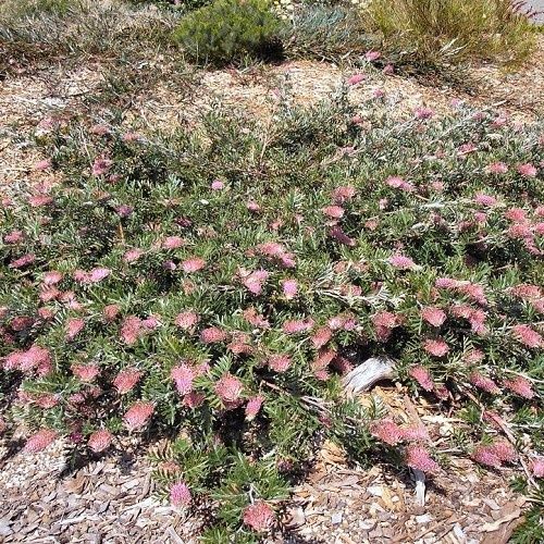 Grevillea Carpet Layer - 2.5Ltr