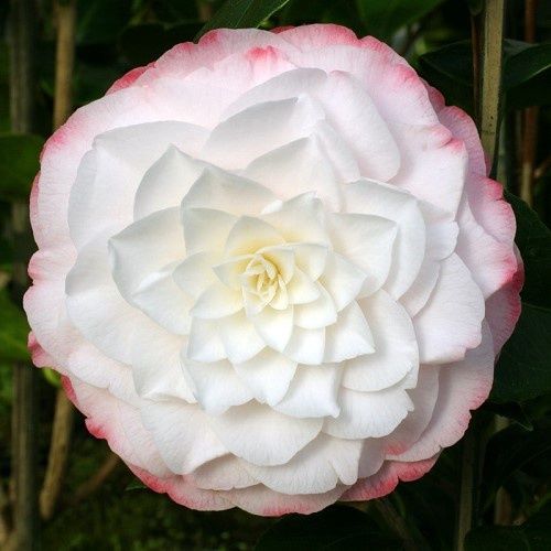 Camellia Amazing Graces - 3.5Ltr (30/45)