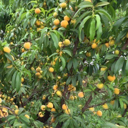 Peach Peachcot - Pb18