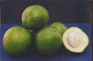 Casimiroa Suebelle - 2.5Ltr