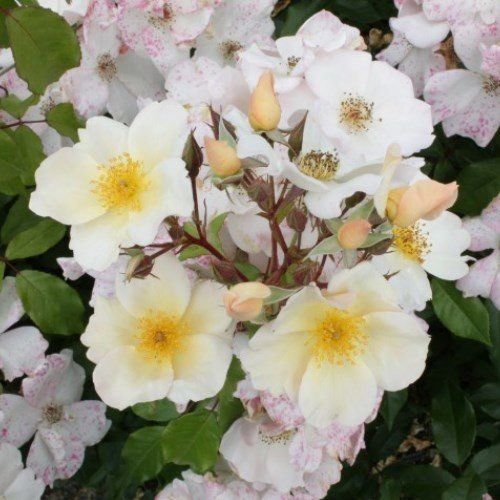 Rose Sally Holmes (old fashioned, bush)