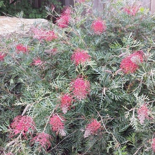 Grevillea Little Robyn - 2.5Ltr