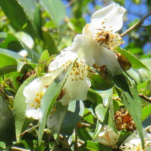 Camellia Ariel's Song - Pb5 (100/120)