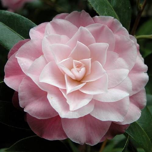 Camellia Buttons n' Bows - Pb6.5 (50/60)