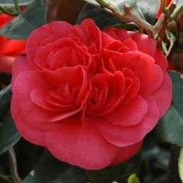 Camellia Curly Lady - Pb6.5