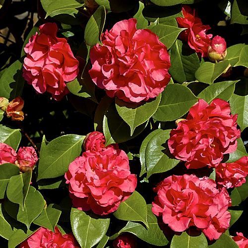 Camellia Dr Clifford Parks  - Pb6.5 (80/95)