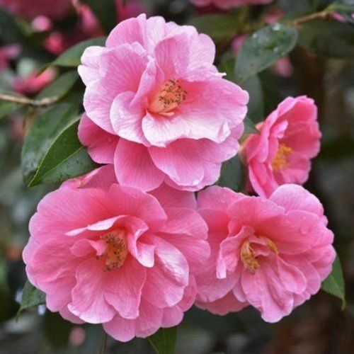 Camellia Donation - Pb6.5 (60/80)