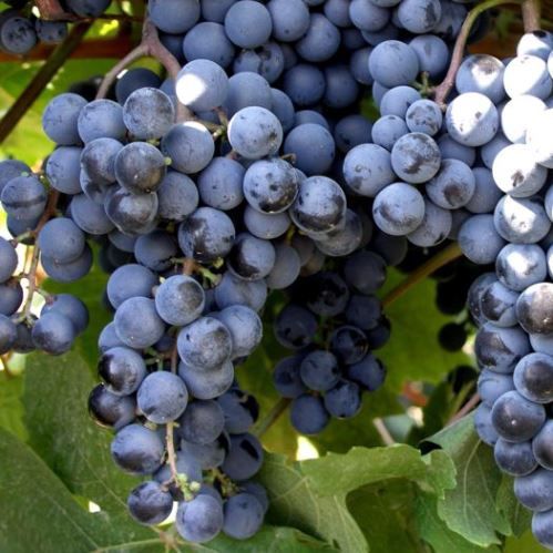 Grape Muscat Hamburg - Pb6.5