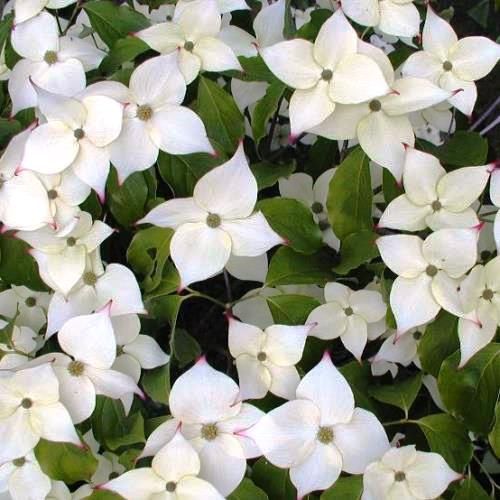 Cornus kousa - Pb28/25Ltr