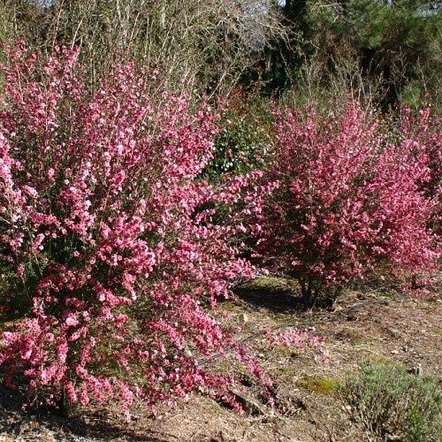 Leptospermum Coral Candy, Manuka - Pot
