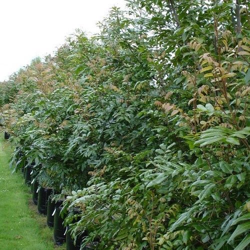 Alectryon excelsus, Titoki - 25Ltr