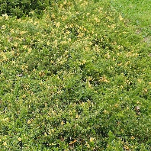 Grevillea Aurea - Pb5