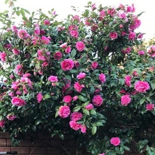 Camellia Debbie - 2.5Ltr/3.5Ltr