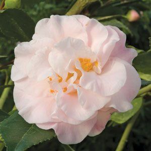 Camellia High Fragrance - Pb6.5 (60/80)