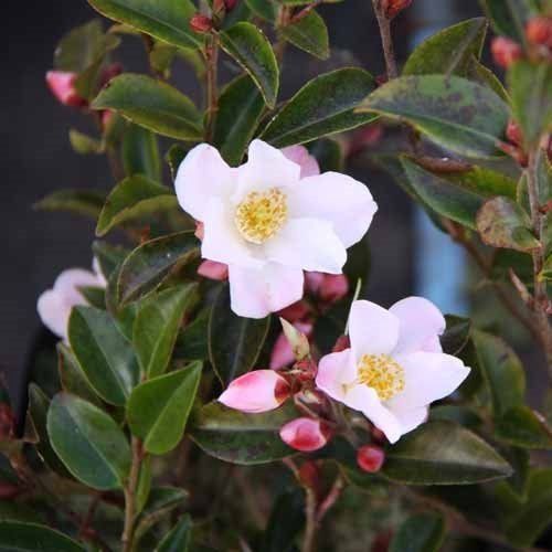 Camellia Fairy Blush - 1.5Ltr (40/50)