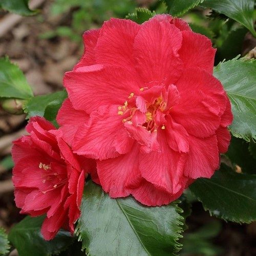 Camellia Holly Bright - 2.5Ltr (100/150)