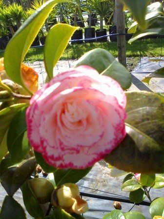 Camellia Margaret Davis - Pb6.5 (60/80)