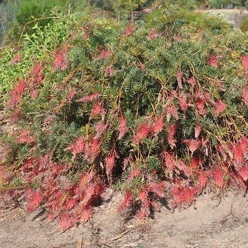 Grevillea Pick Of The Crop - 2.5Ltr