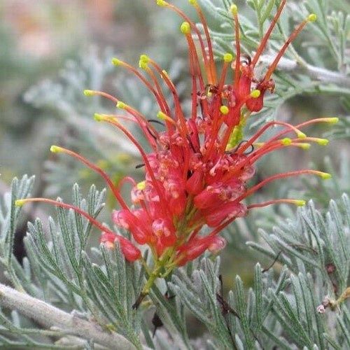 Grevillea Red Dragon - Pb8