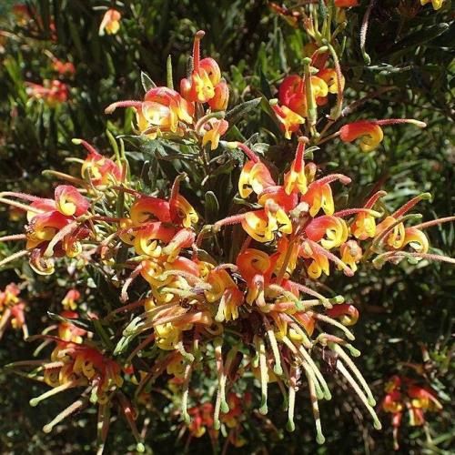 Grevillea Bonnie Prince Charlie - Pb6.5