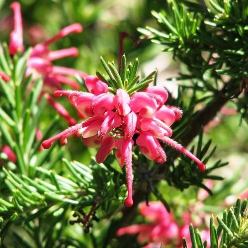 Grevillea Nancy Otzen - 2.5Ltr/3Ltr (30/80)