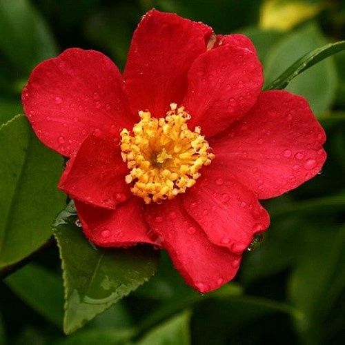 Camellia Crimson King - 2.5Ltr