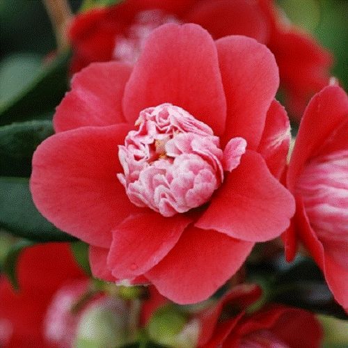 Camellia Shikibu - 4.7Ltr