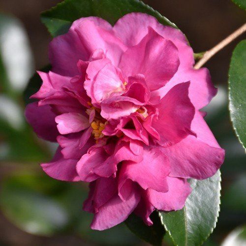 Camellia Sparkling Burgundy - pb6.5 (80/100)