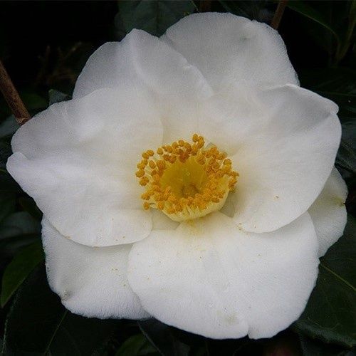 Camellia Silver Tower - Pb6.5 (40/80)