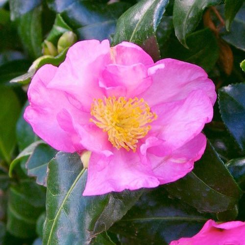 Camellia Tanya - Pb6.5