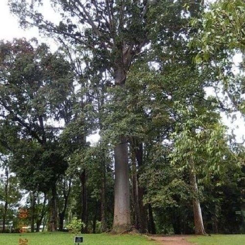 Agathis robusta, Queensland Kauri - 35Ltr