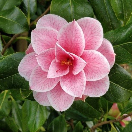 Camellia Yours Truly - 4.7Ltr