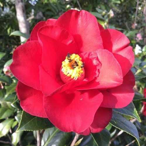 Camellia Wildfire - pb6.5 (65/75)