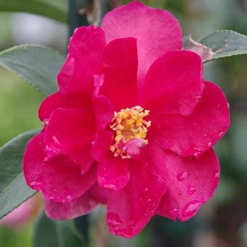 Camellia Crimson Belle - 2.5Ltr
