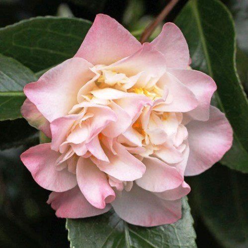 Camellia Ballet Dancer  - Pb6.5