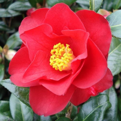 Camellia Jamie - Pb6.5 (40/50)