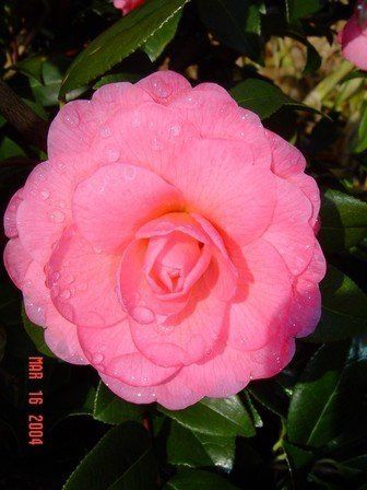 Camellia Dreamboat - Pb6.5 (60/80)