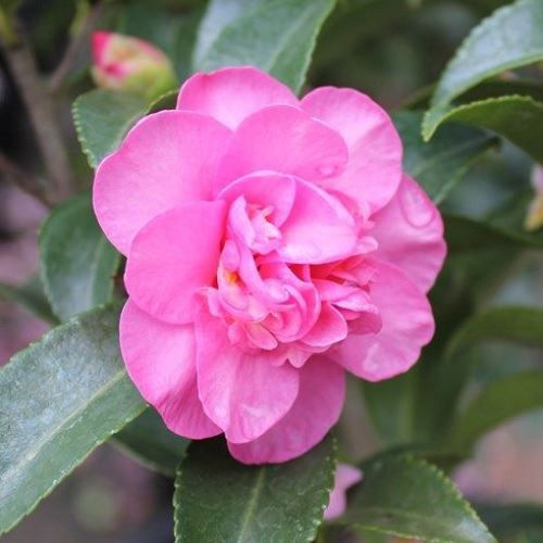 Camellia Jennifer Susan - Pb6.5 (40/70)
